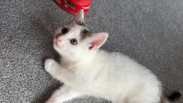 Ragdoll /British short hair