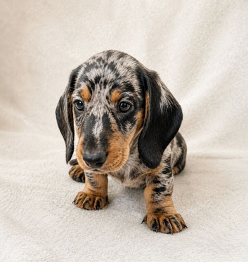 Miniature Dachshund Puppies, KC reg