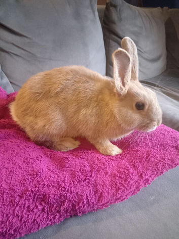 Reduced:15wk old buck