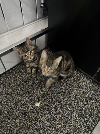 2 tabby kittens
