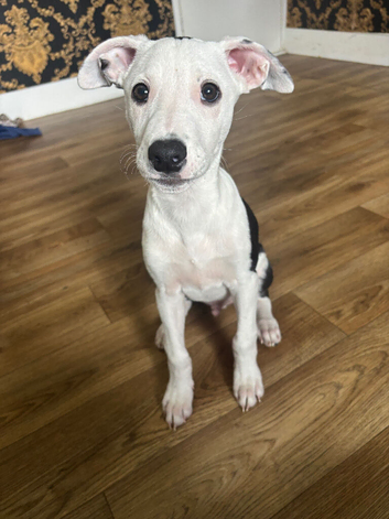 Lurcher