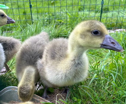 Goslings 3 weeks old