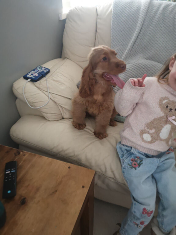 KC Registered, Health Tested Puppy
