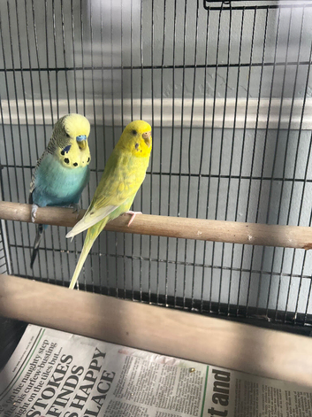 Male and female budgie