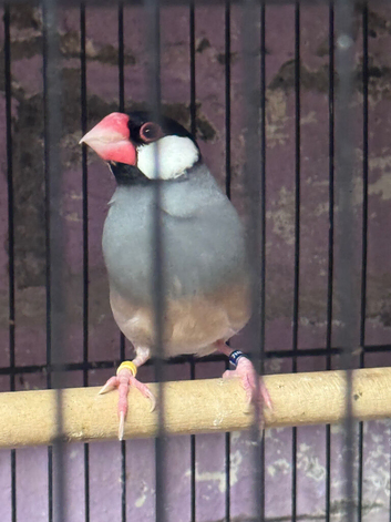 Java sparrow cock