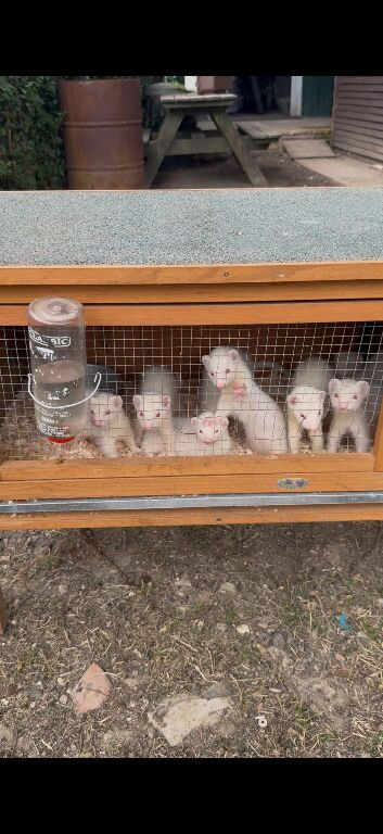 Ferret kits sir sale ready to go
