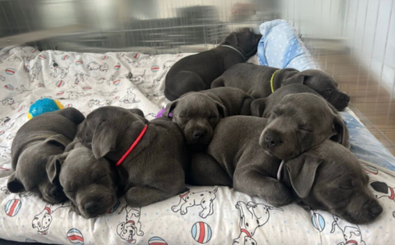 Blue Staffordshire bull terrier puppies