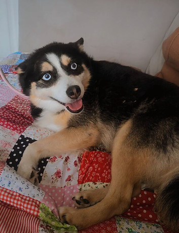 Female Pomsky