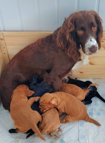 Cocker spaniel puppies
