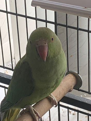 indian ringneck