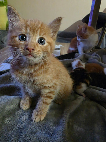 2 cute ginger kittens available