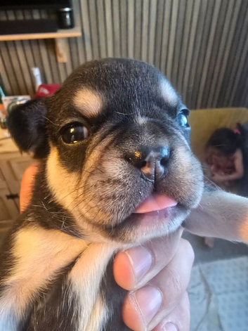 Stunning frenchie pups
