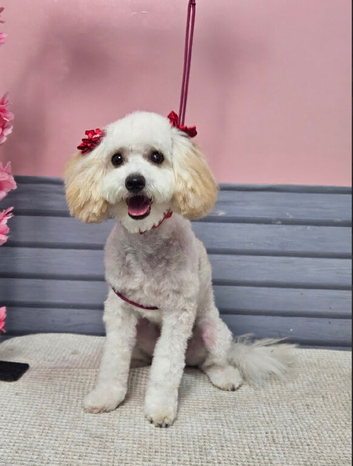 Toy poodle girl for re homing