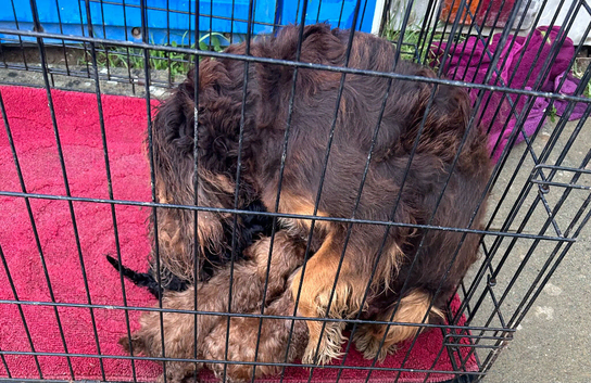 Cockapoo Puppies