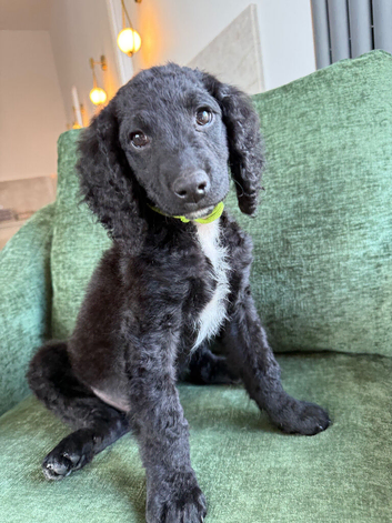 last puppy left best saved until last!! Reduced!! St Berdoodle x sproodle puppies (READY NOW)