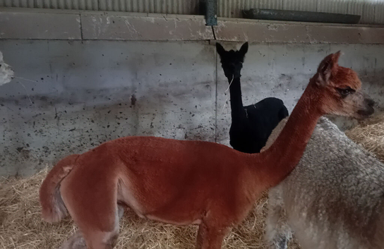 Female alpaca for sale