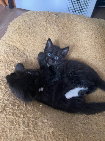 1 males left