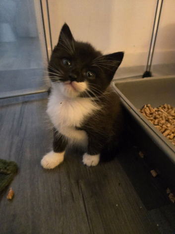 6 gorgeous kittens