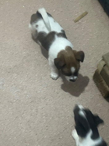 Jack Russell boy