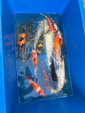 Various Japanese Koi