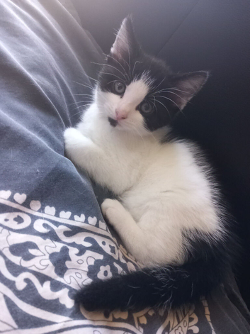 Pretty boy kitten