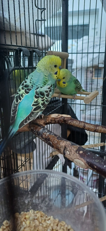 Bonded pair of baby cocks