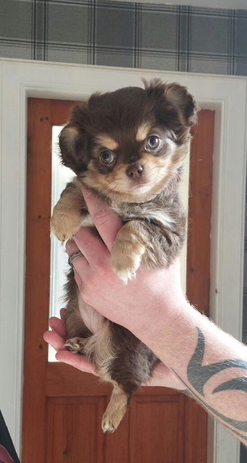 Kc Reg Long hair Chihuahua