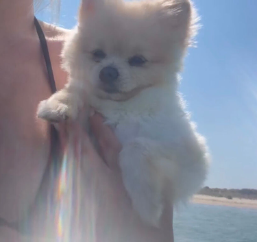 Toy Pomeranian 11months boy