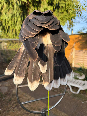 Harris Hawk