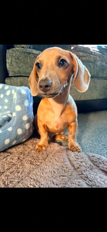 Miniature dachshund