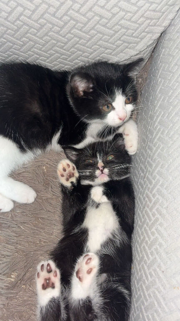 3 lovely kittens