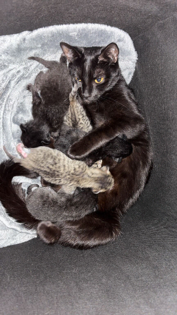 2 kittens rag doll cross moggy