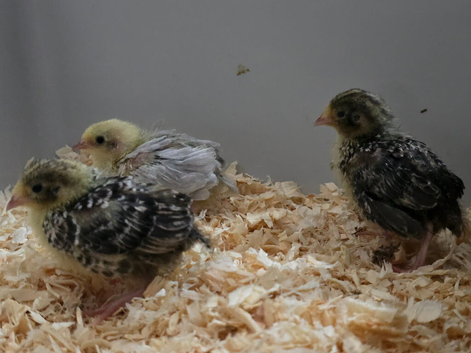Button quail chicks
