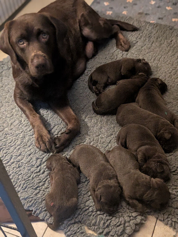 KC Chocolate Labradors