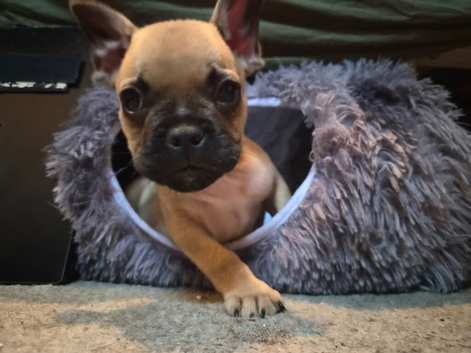 French bulldog cross