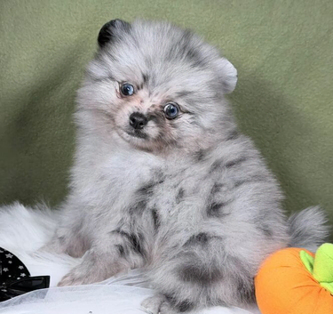 BEAUTIFUL TEDDY FACE POMERANIAN PUPPIES KC