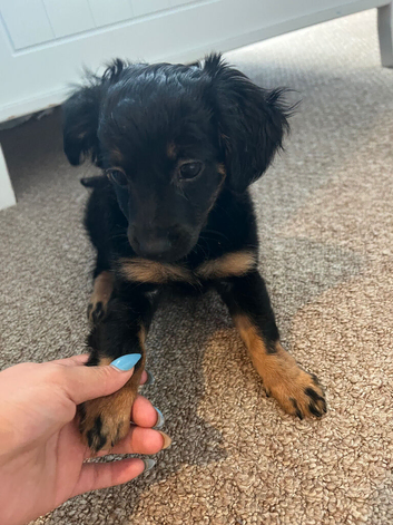 Puppy