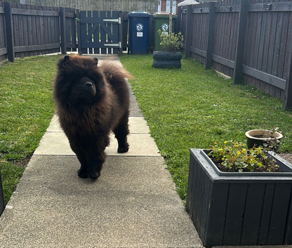 male chow chow
