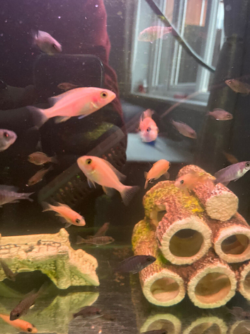 Malawi firefish && alacaunora between 1-2 inches