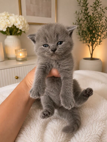 Beautiful kittens ready to reserve to forever homes