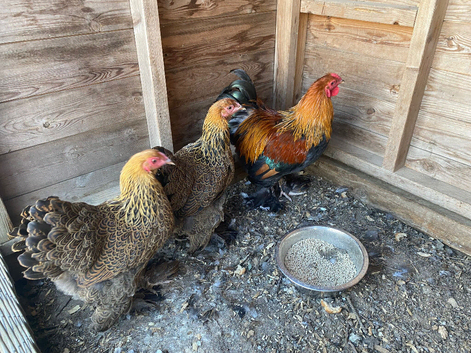 Trio of bantam brahmas