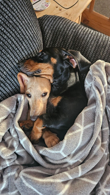 2 miniature dachshunds