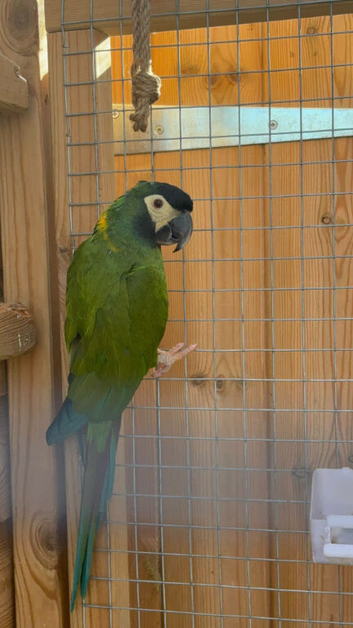 Golden collared mini macaw male