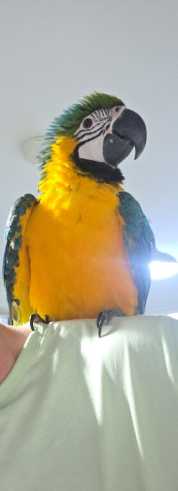 11 month old hand reared blue and gold