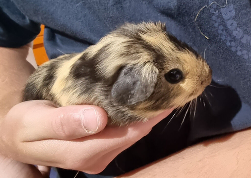 Californian cross male guinea pigs