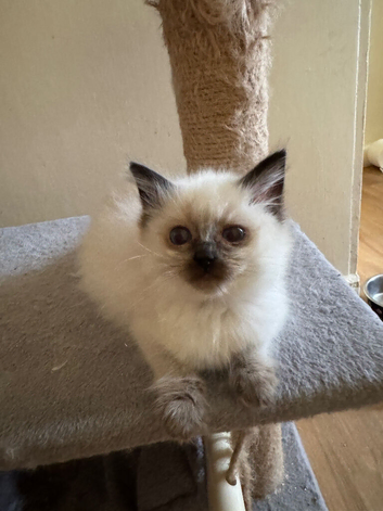 Beautiful Ragdoll kittens