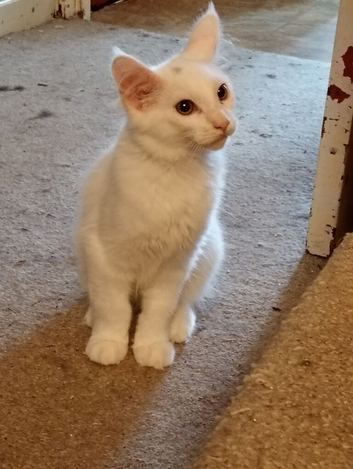 White Maine Coon Kitten