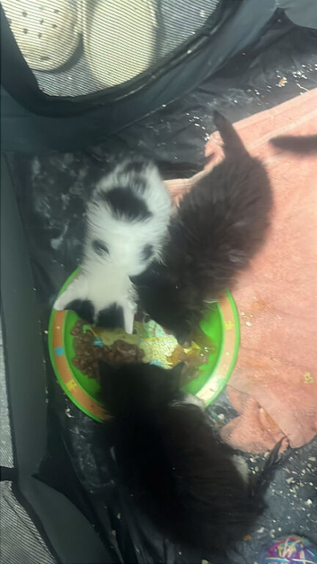 Kittens