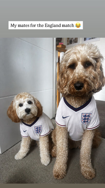 Beautiful 9 month old female cavapoochon for sale