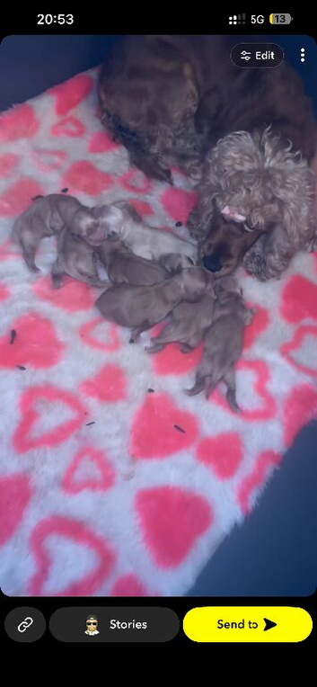 Golden cocker spaniel puppies ready to leave now